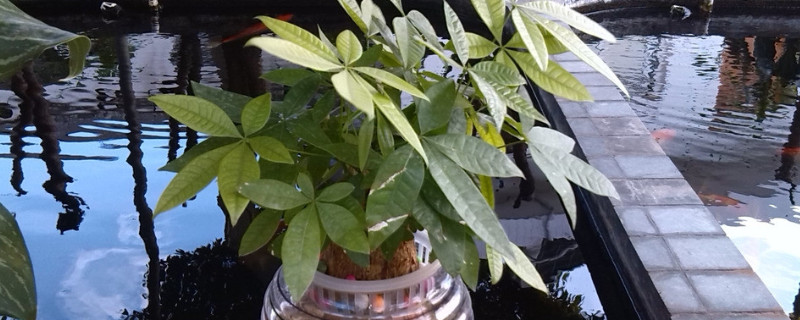 发财树浇水原则(视频)