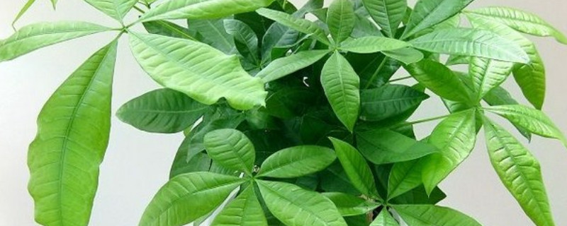 发财树移栽注意事项(视频)