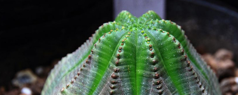仙人球小球移植方法(图)