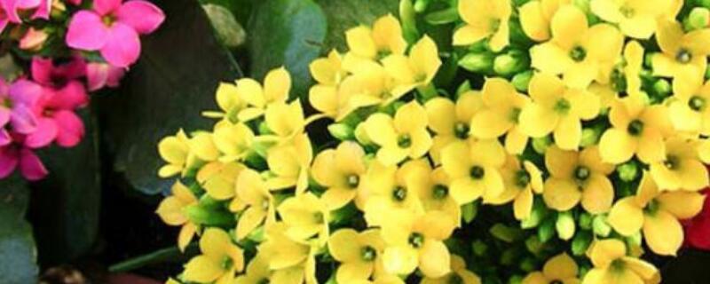 圣诞伽蓝花的养殖方法(图)