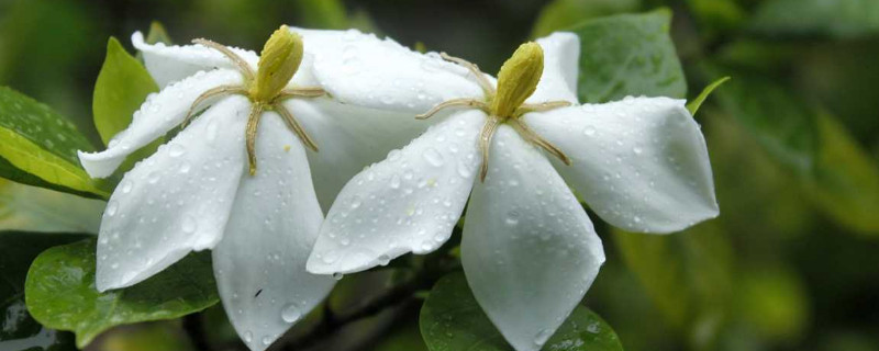 栀子花种子种植方法(视频)