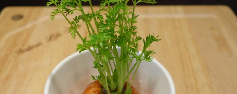 盆栽萝卜怎么种植(视频)