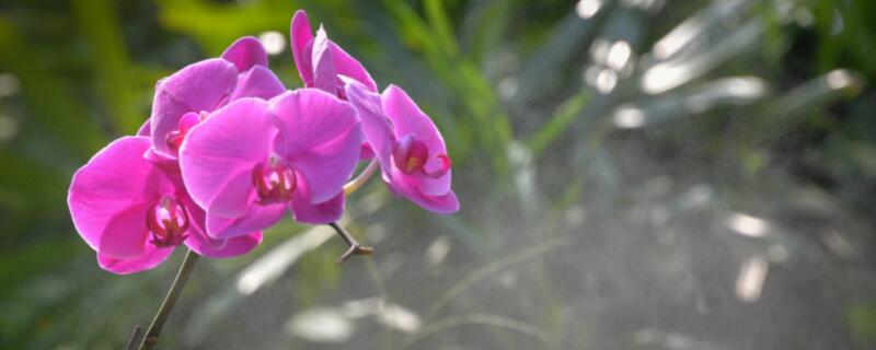 兰花种下后要缓苗多久(图)