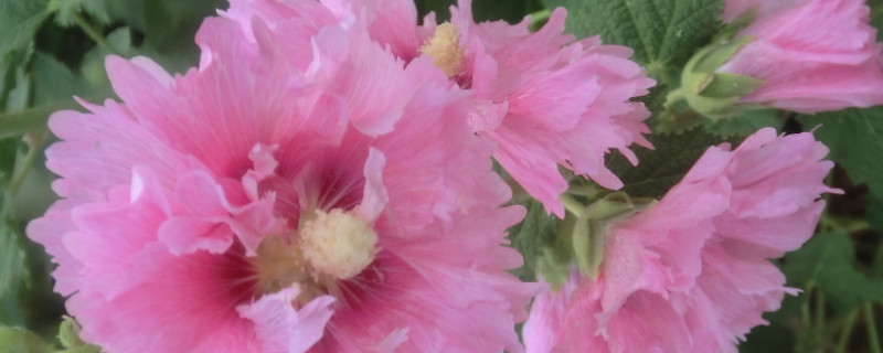 蜀葵花语(图)