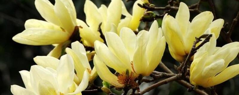 黄玉兰花的花语是什么(图)