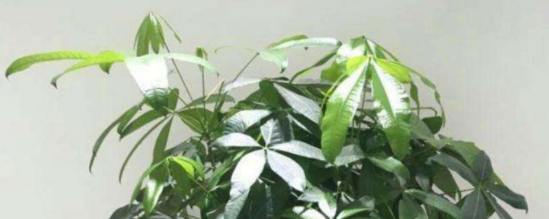 怎样让发财树侧面发芽(视频)