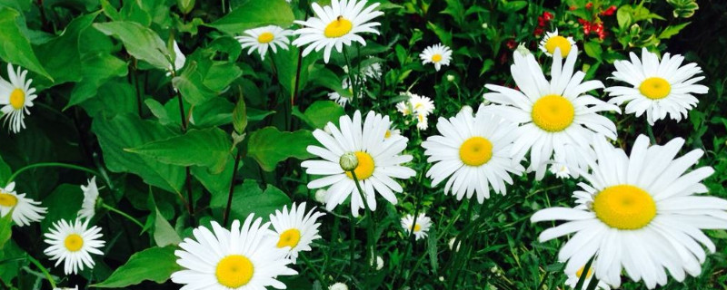 雏菊如何醒花(视频)