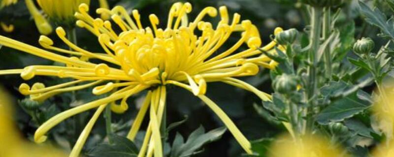 菊花换盆注意事项(图)