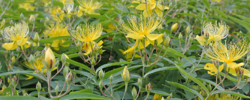金丝桃花花语(视频)