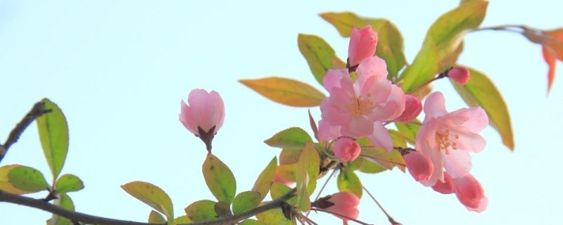 金丝海棠怎么养家庭养法(视频)