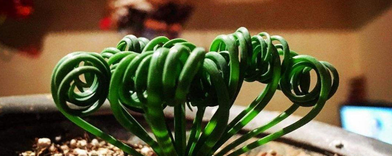 弹簧草夏天怎么养(视频)