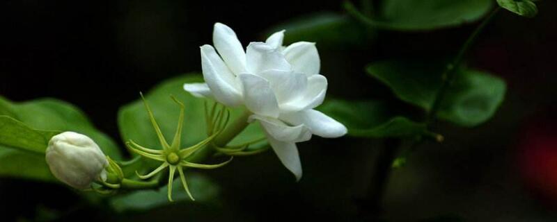 老桩茉莉怎么修剪(图)