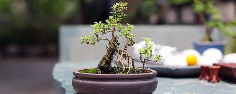 六月雪换盆后枯叶咋办(图)