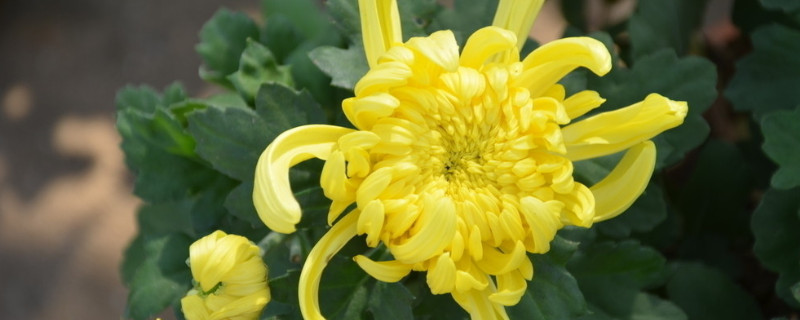 菊花移栽怎么浇水(图)