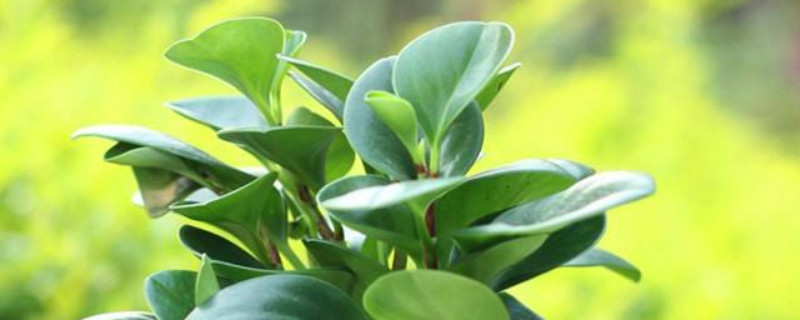 绿植碧玉怎么种植(图)