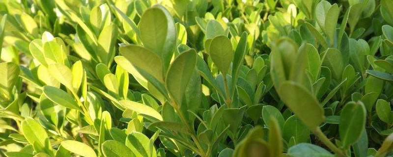 米兰和细叶黄杨的区别(图)