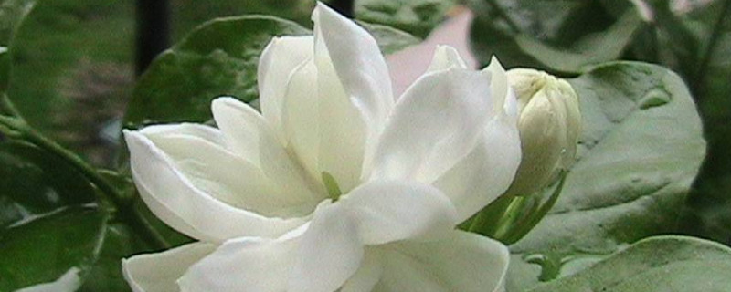 茉莉掉花苞怎么回事(图)