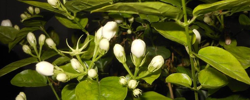 茉莉老桩如何栽培(图)
