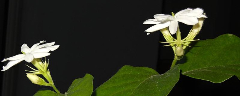 茉莉落花怎么办(图)