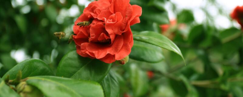 茶花叶子发红怎么回事(图)