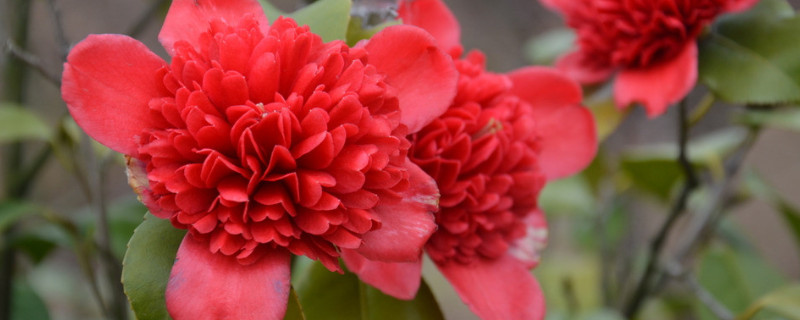茶花怎么修剪养护(图)