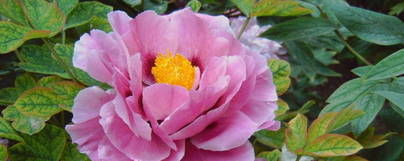 牡丹花掉花苞怎么回事(图)