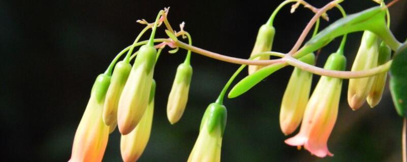 丹麦风铃草怎么度夏(图)