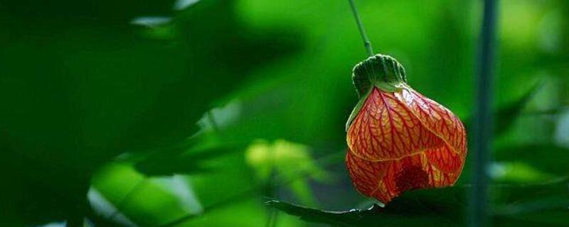 灯笼风铃花怎么养(图)