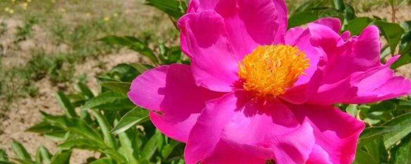 冬季花草如何养保温(图)