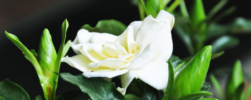 栀子花叶子变黄的原因(视频)