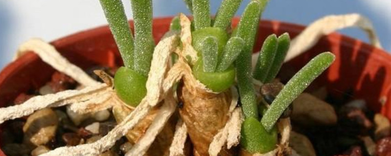 碧光环夏天怎么养(视频)