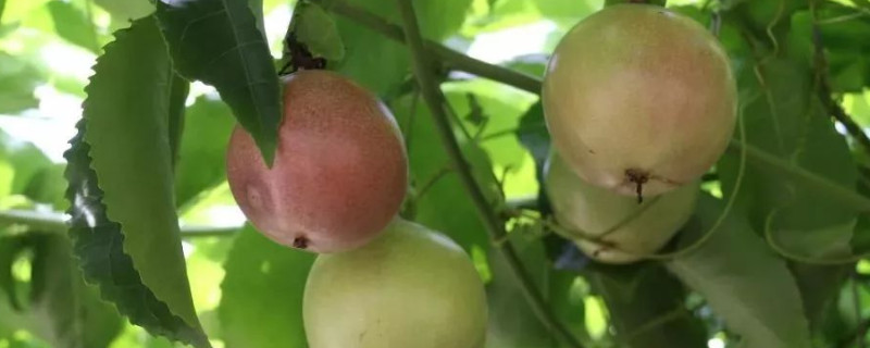 百香果僵苗怎么办(视频)