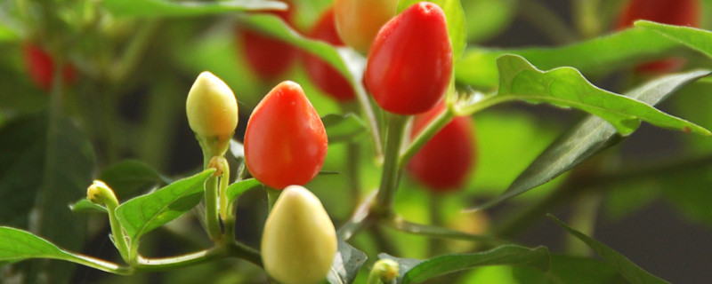 五彩甜椒种植方法时间(视频)