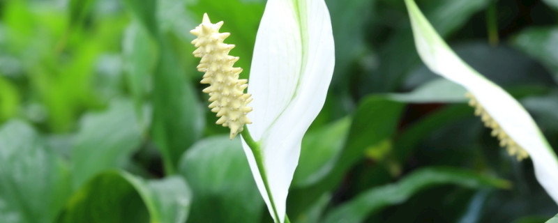 白鹤芋的种植方法(视频)