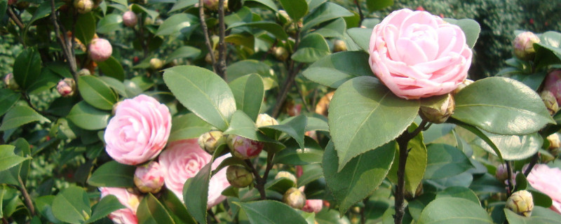 茶花掉叶怎么办(视频)
