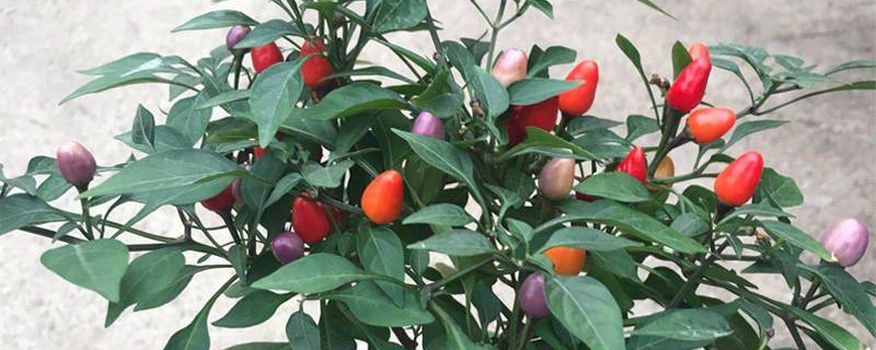 五彩甜椒怎么催芽(视频)